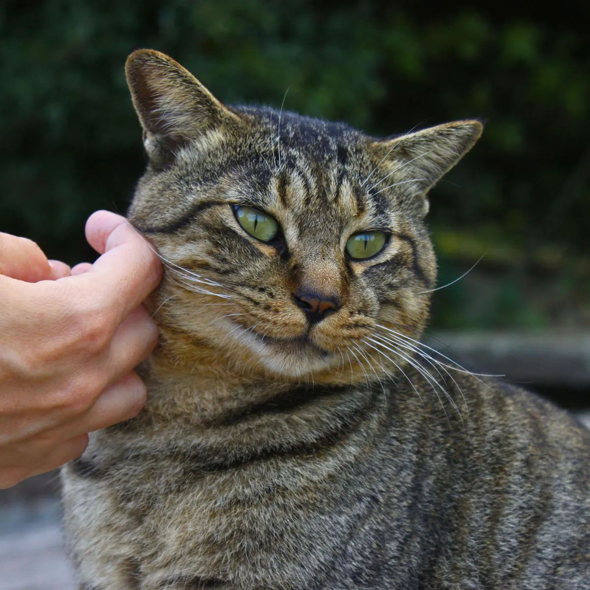 Hand streichelt Katze auf Sanagijima