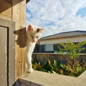 Eine einsame Katze schaut hinter einer Hauswand auf Sanagijima hervor