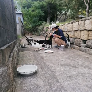 Fütterung der Katzen auf Sanagijima