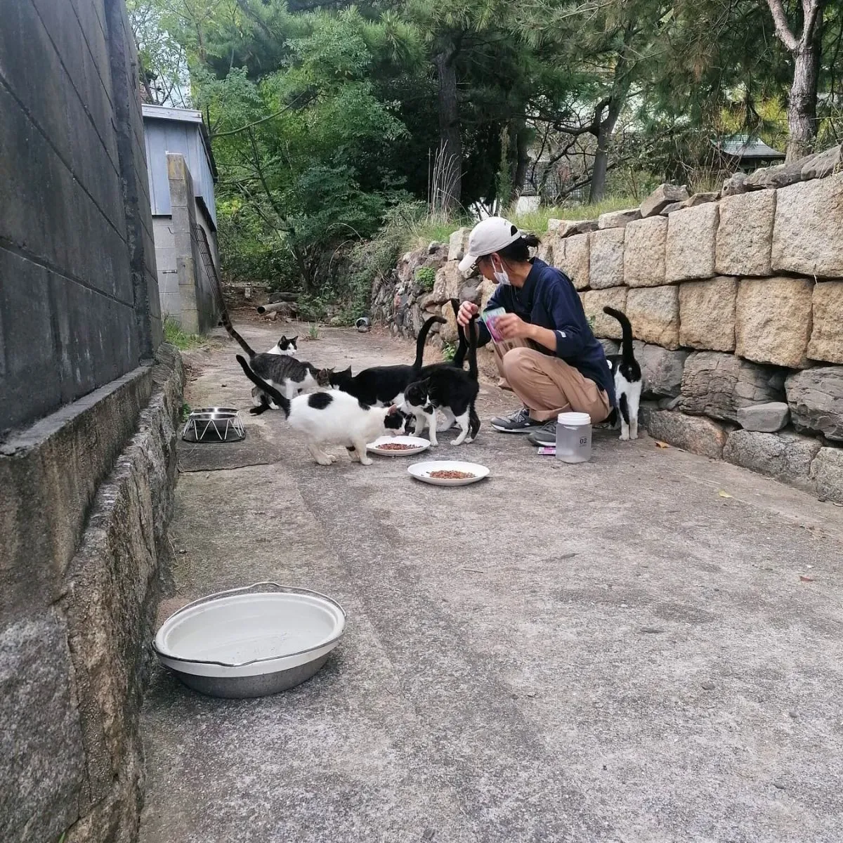 Fütterung der Katzen auf Sanagijima