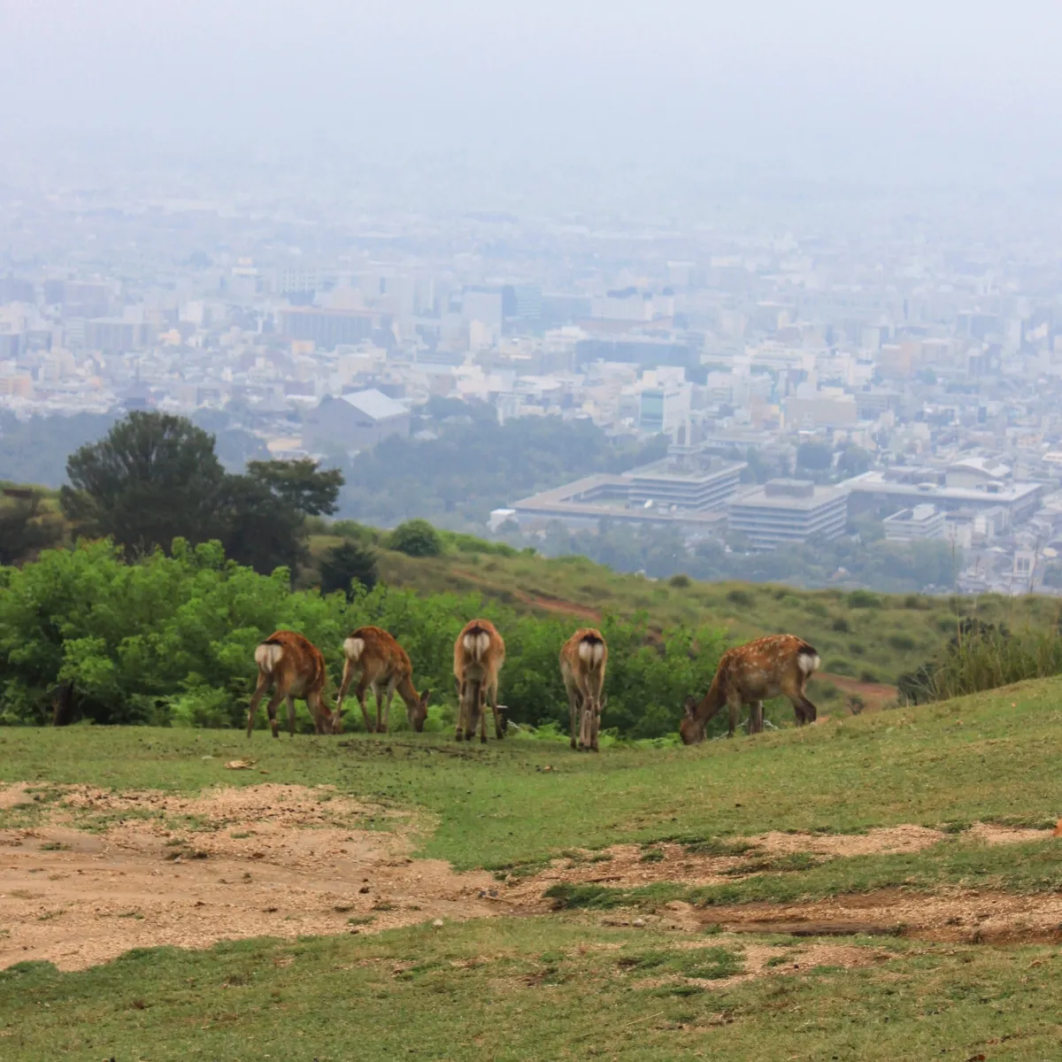Eine Gruppe Rehe auf dem Wakakusayama Hill, Nara