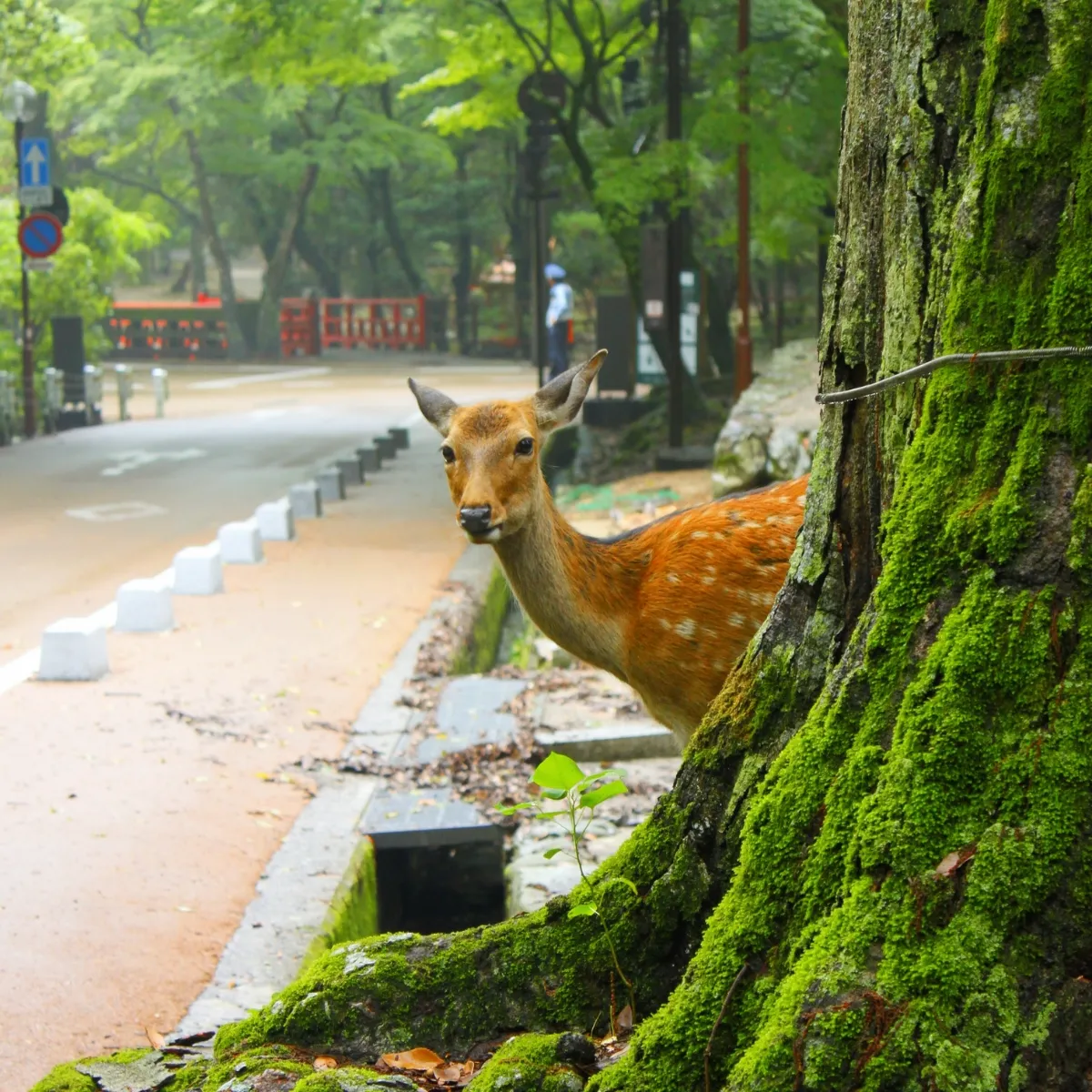 Ein scheues Reh blickt hinter einem Baum hervor in Nara
