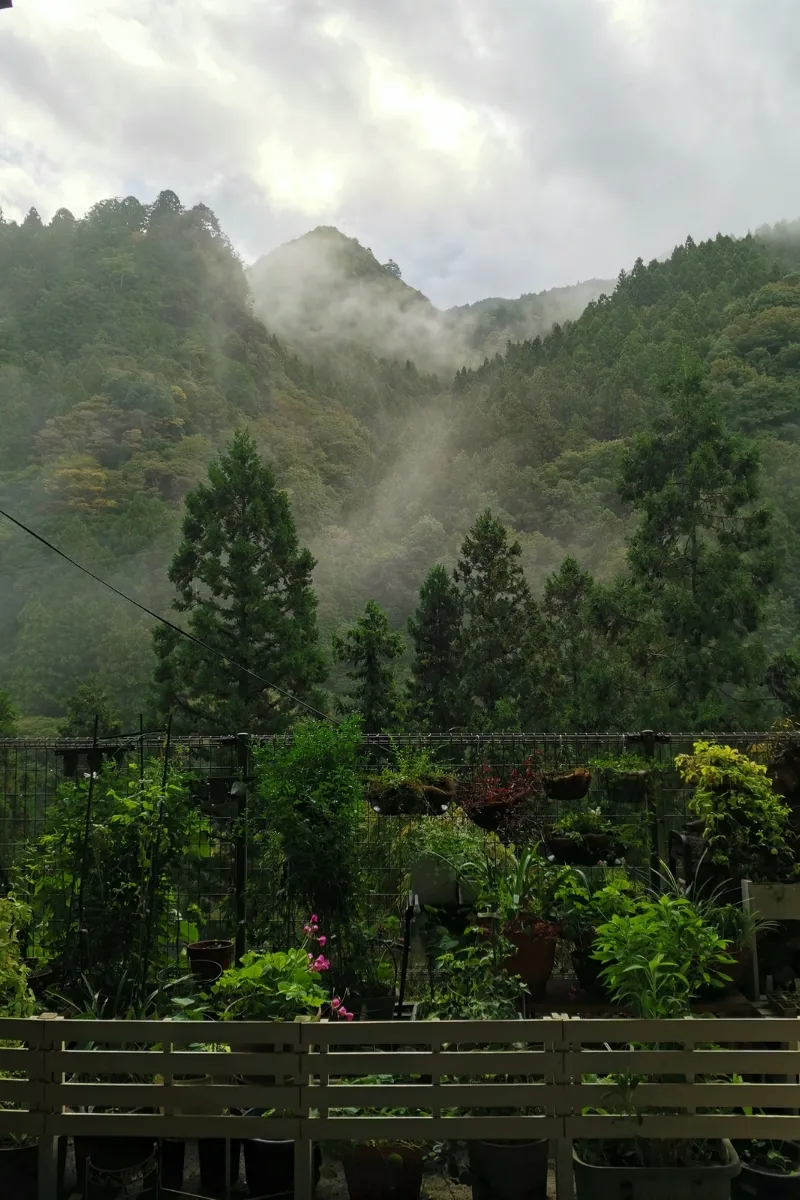Waldlandschaft im Iya Valley